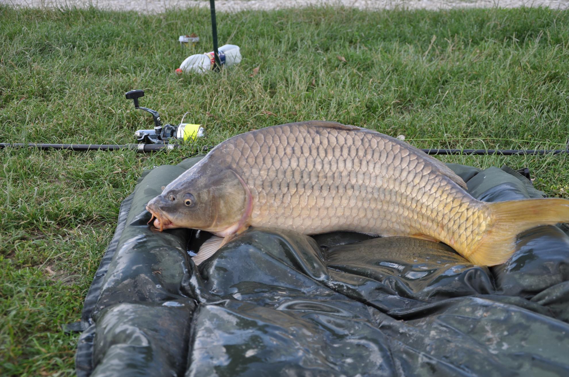 MV 2/2- 09/06/2013 - dsc0034.JPG